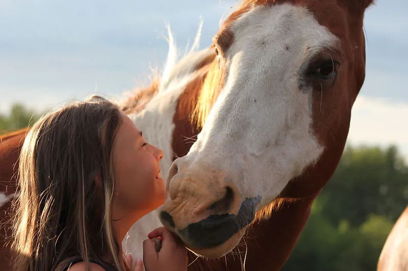 Pyramid Equine — Ponoka (2)