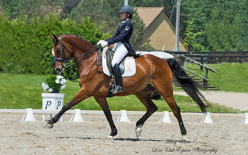 Queenswood Stables — Navan (1)