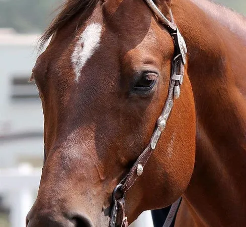 Ranch LT Performance — Saint-Nicolas (1)