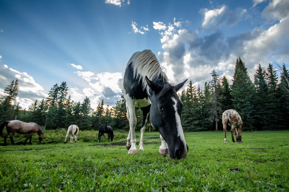 Saddle Peak Trail Rides — Cochrane (4)