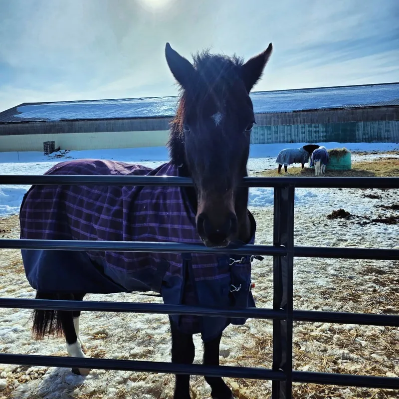Saddlewood Riding Camp and Equestrian Centre — Bethany (4)
