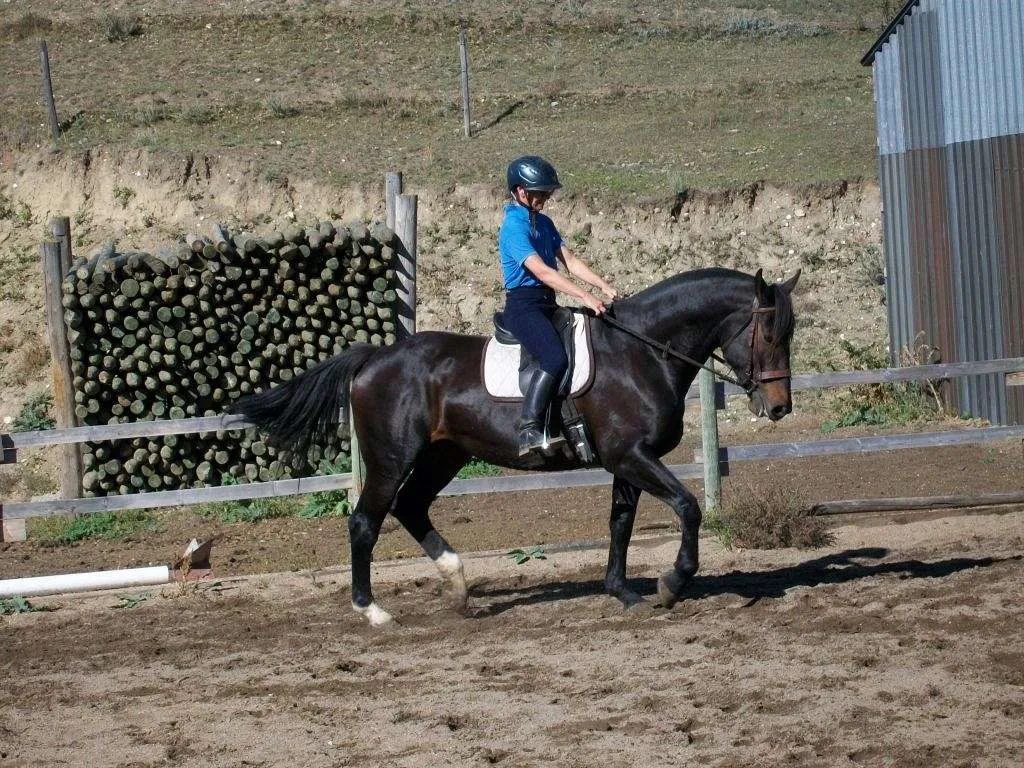 Serenity Farms Riding Lessons & Boarding — SK S0G 4P0 (1)