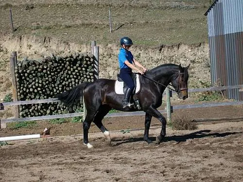 Serenity Farms Riding Lessons & Boarding — SK S0G 4P0 (2)