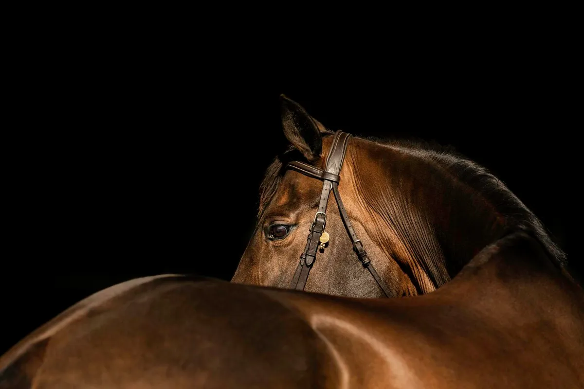 Silverstone Equestrian — Victoria (1)