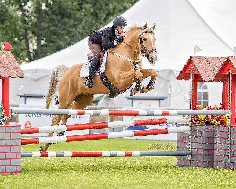 Stonehurst Stables — Stonewall (1)