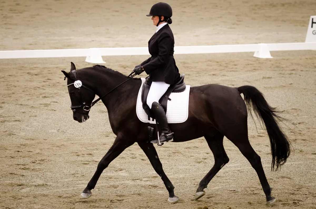 TASIS Sport Horses — Victoria (2)