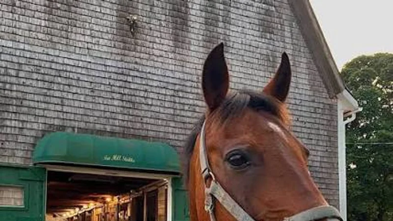 Tea Hill Stables