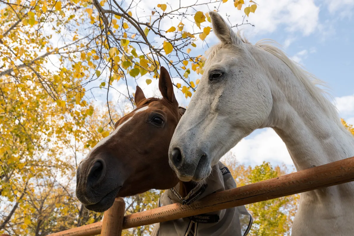Teesdale Equestrian Centre Ltd. — Foothills County (1)