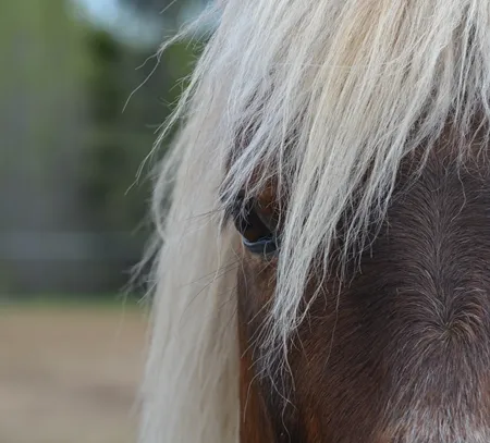 The Equi-AMI stables — Shawinigan (1)