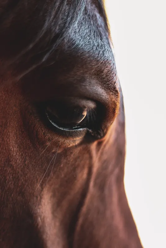 The Horse Palace — Wardner (2)