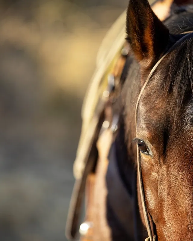The Horse Palace — Wardner (4)