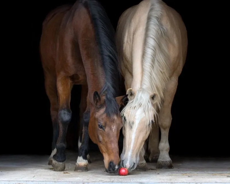 Town & Country Equestrian — Vancouver (3)