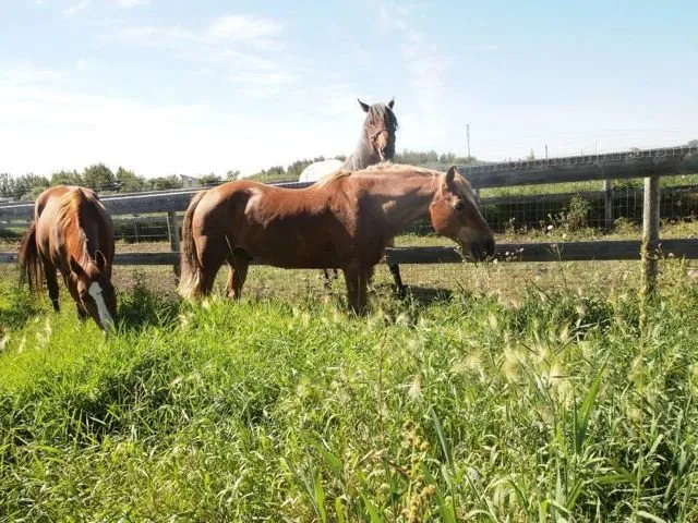 Trendsetting Stables — Ardrossan (3)