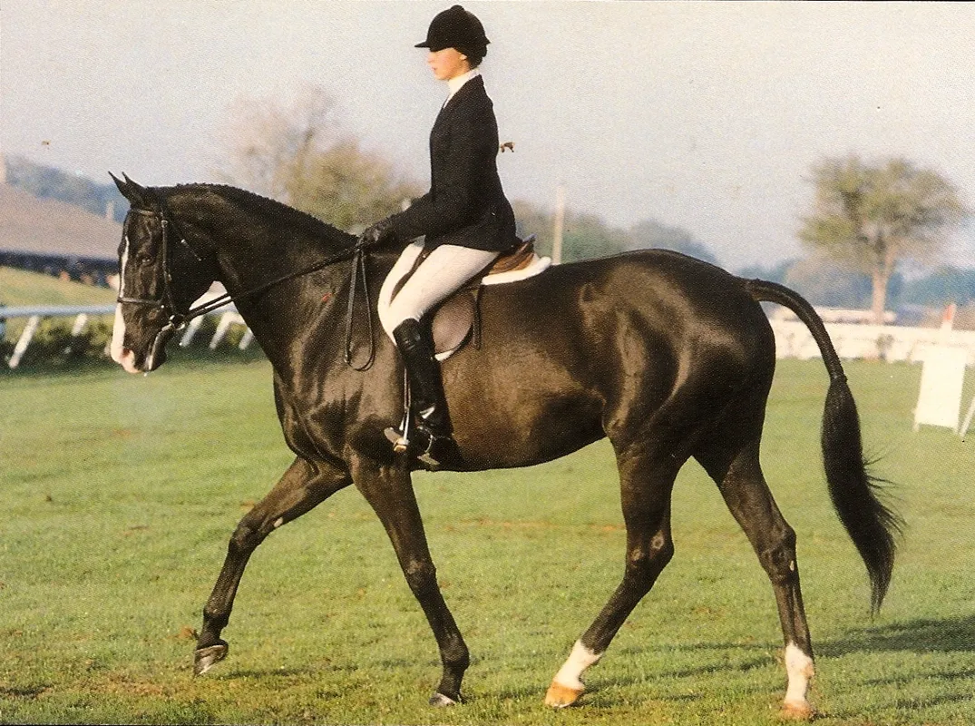 Twin Rivers Equestrian Centre — Surrey (3)