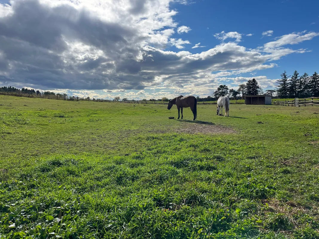 Whitchurch Equestrian — Mount Albert (2)