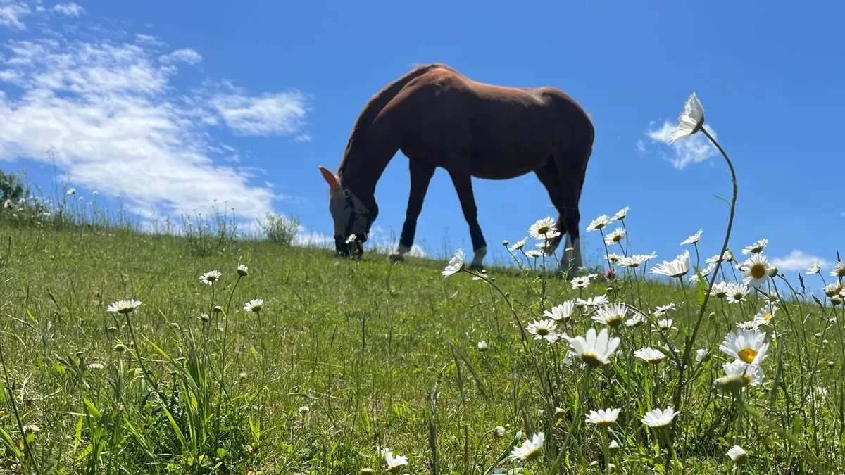 Whitchurch Equestrian — Mount Albert (3)