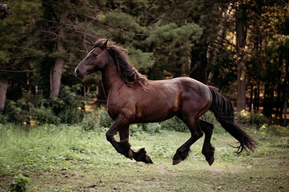 Wild Card Stables — Cedar Valley (1)