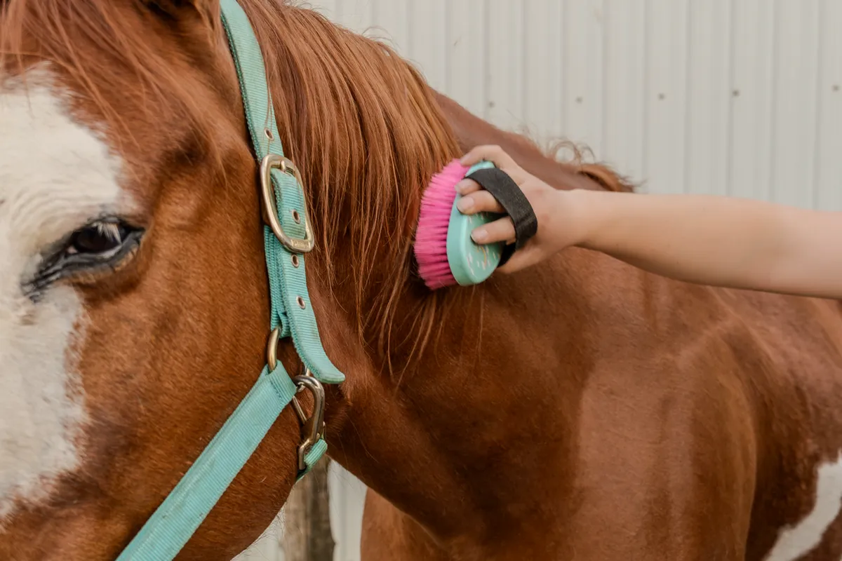 Wild Card Stables — Cedar Valley (3)