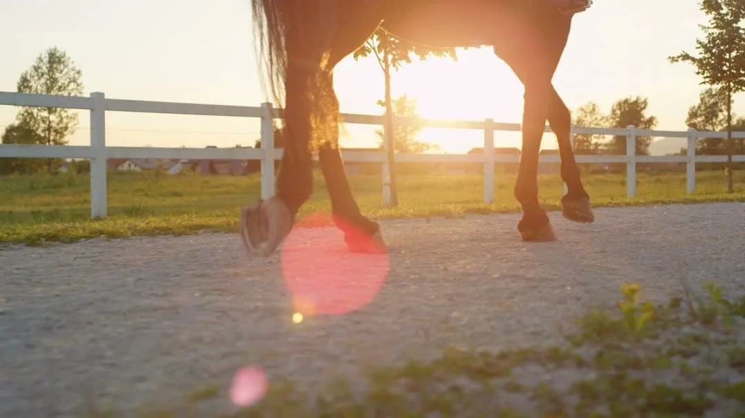 Wilde Style Equestrian — Vancouver (1)