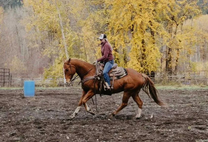Wildwood Equestrian — Vernon (4)
