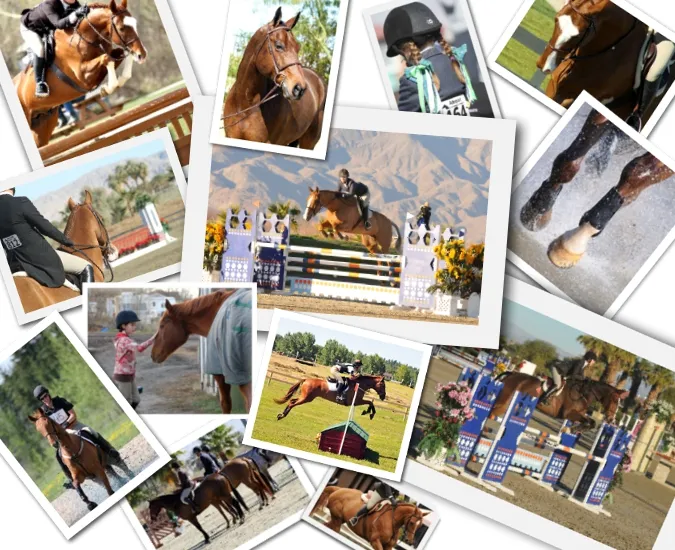 Willow Grove Stables — De Winton (2)