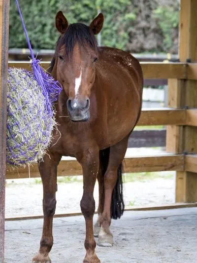 Windsor Stables Vancouver — Vancouver (2)