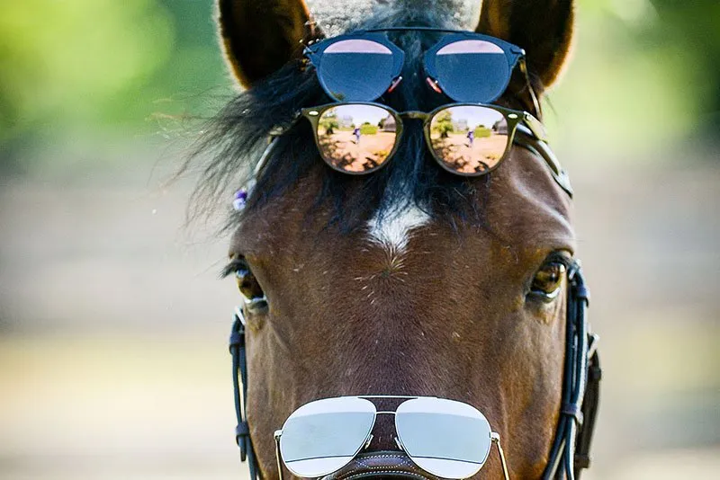 York Equestrian — Whitchurch-Stouffville (4)